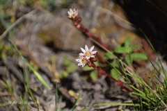 Rosularia alpestris
